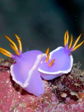 �����@���Ɖ�